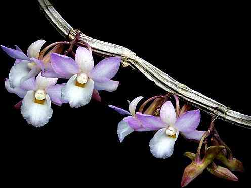 Dendrobium cumulatum